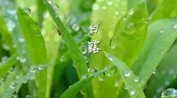 涼風(fēng)至，白露降
